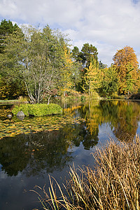 秋天的树木和池塘图片