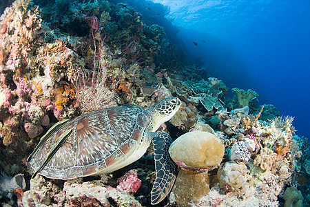 珊瑚礁上的海龟图片