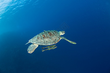 海龟与鱼一起游泳图片