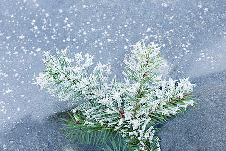 打霜的植物图片