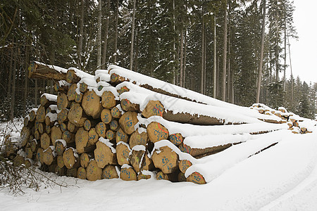 雪覆盖的原木图片