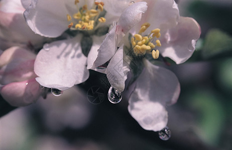 花朵上的水滴图片