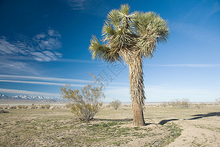 加州盐滩上的树图片