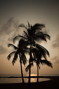日落时沙滩上的棕榈树图片