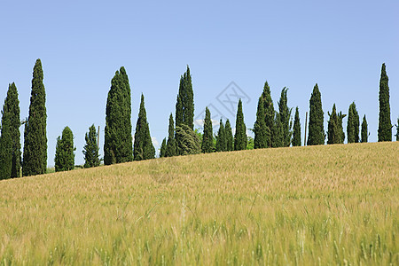 意大利锡耶纳附近的小麦田图片