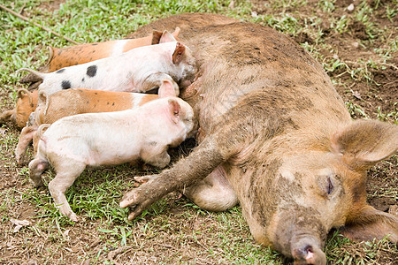 母猪在喂养小猪图片
