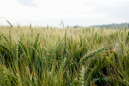 小麦田背景图片