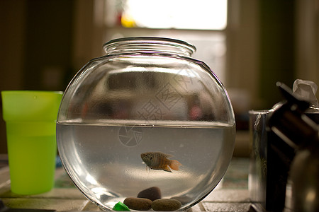 金鱼在玻璃缸中图片