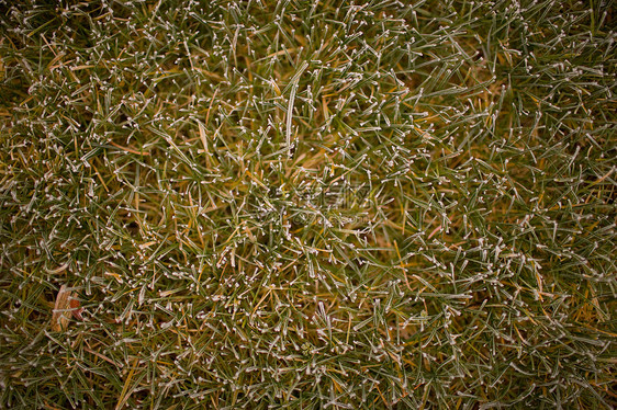 青草上一片霜图片