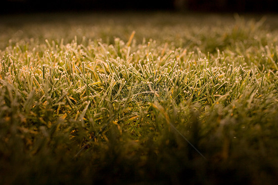 草坪上的霜图片