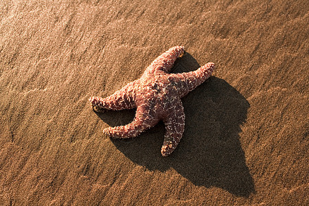 沙滩上的海星背景图片