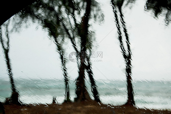 窗上的雨滴和椰枣树图片