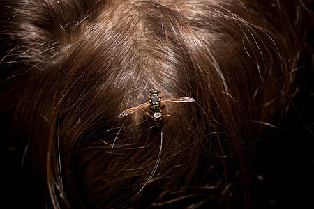 女孩头上的蜜蜂图片