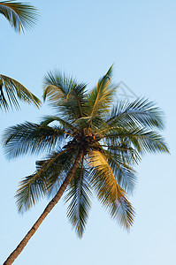 果阿棕榈树图片