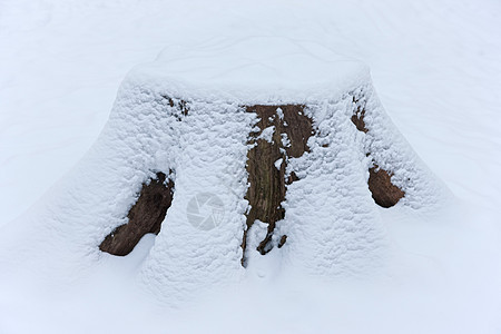 被积雪覆盖的树桩图片