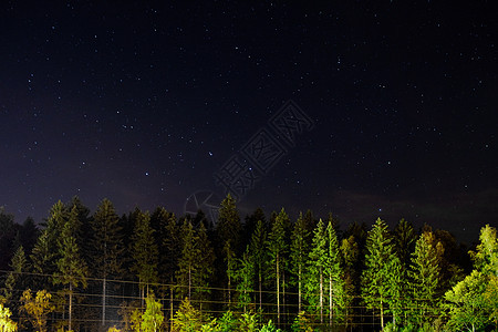 夜晚的树和夜空图片