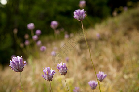 田野里紫色的花图片