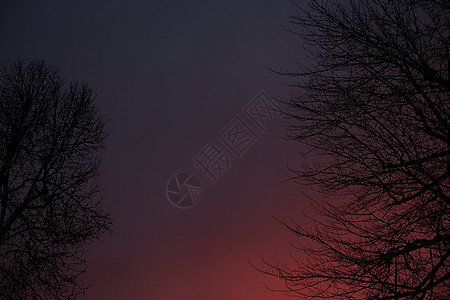 日落时树木和粉红天空图片