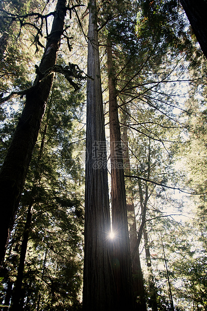 美国加利福尼亚州红木树图片