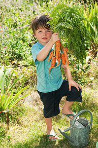 男孩拿着一帮土生长的胡萝卜肖像图片
