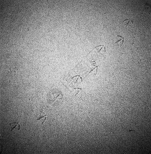 沙中的鸟类指纹图片