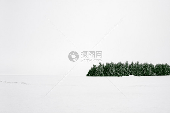积雪中的森林图片