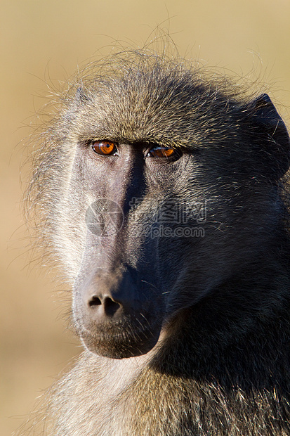 非洲克鲁格公园狒狒的肖像图片