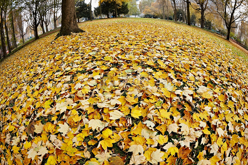 德国法兰克福公园的秋叶图片