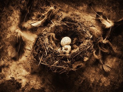 鸟巢中的鸡蛋图片