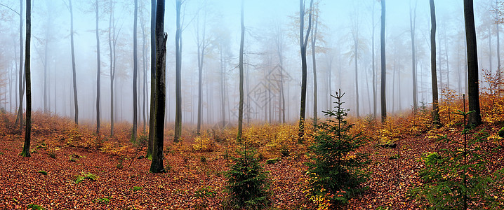 德国法兰克福附近秋天对迷雾森林的全景图片