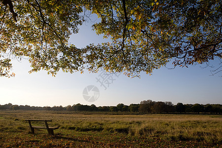 英国乡村风光：秋天里士满公园的平静与自然之美图片