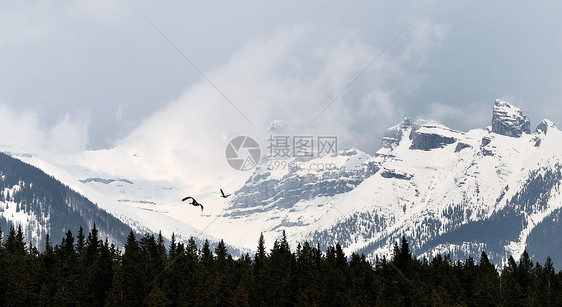 加拿大海鹅在山区飞行图片