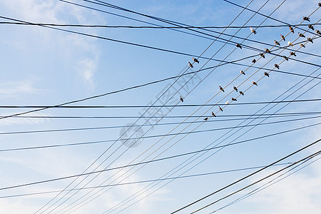 站在电线上的鸟类图片