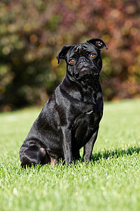 小黑狗坐在草地上图片