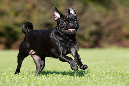 黑狗在草地上奔跑图片