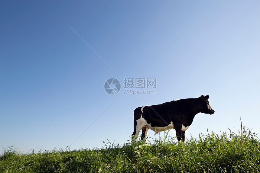 蓝天下的牛图片