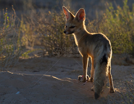 非洲卡拉加迪越境公园的狐狸图片
