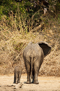 非洲大象与小象的背影图片
