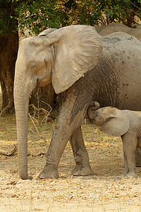 非洲大象与小象图片