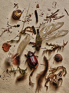 昆虫和大自然的其他元素图片