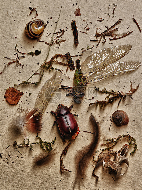 昆虫和大自然的其他元素图片