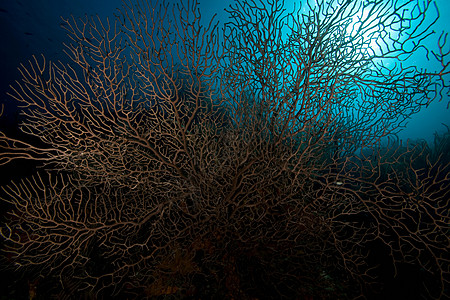 热带水中的珊瑚礁图片