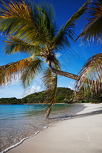 在热带海滩上倾斜的棕榈树图片