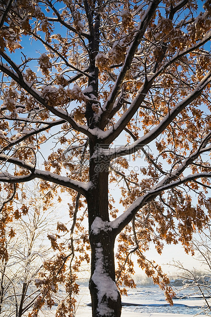 田野中有雪的树图片