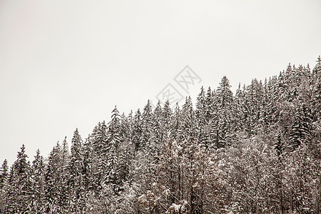 雪天里山上的树图片
