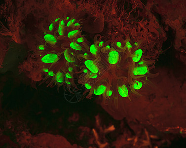 珊瑚礁中的荧光动物图片