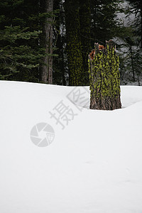 雪林中的树桩图片