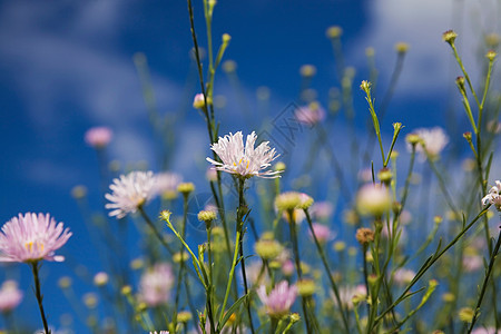 甘菊花背景图片