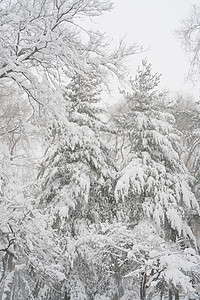 公园中的雪覆盖着白树木图片