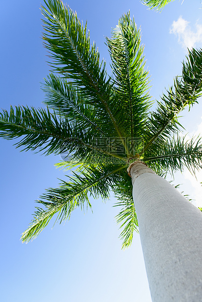 蓝天下的棕榈树图片